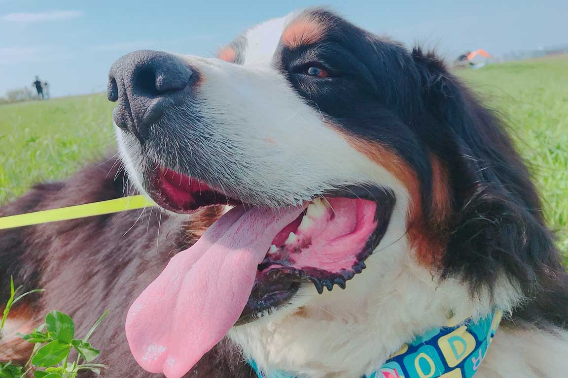 大型犬OK頭数制限なし