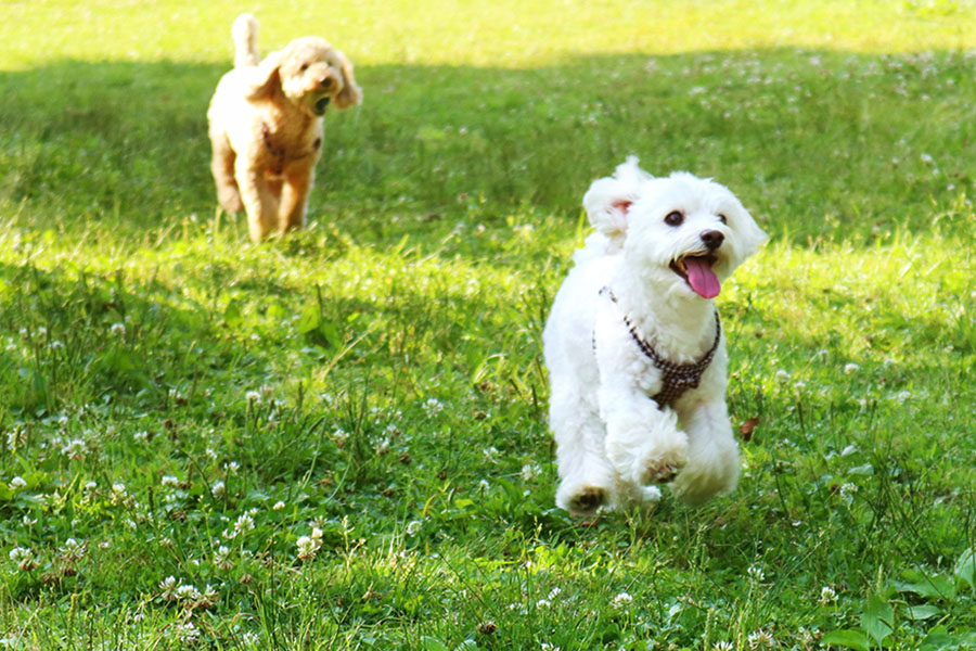 愛犬同伴可能なお部屋もご用意